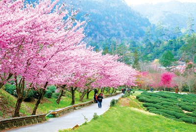 山城地區武陵農場櫻花季美景_0